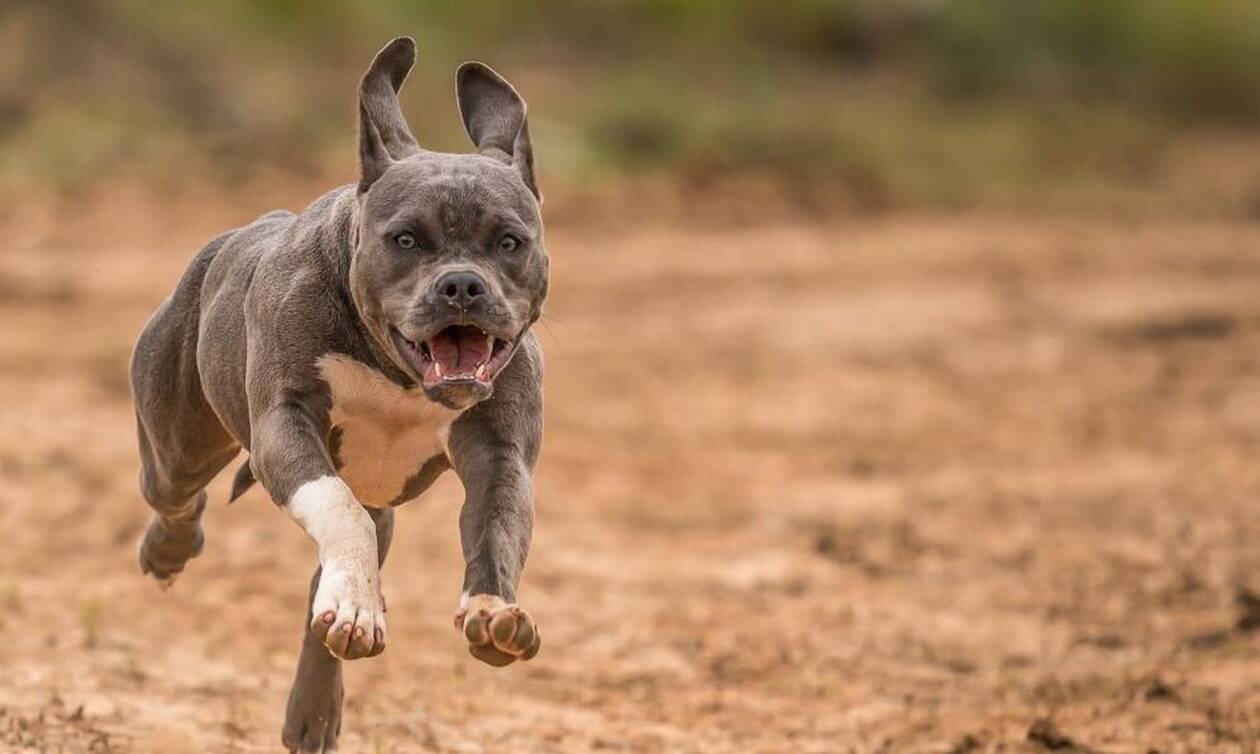 pitbull