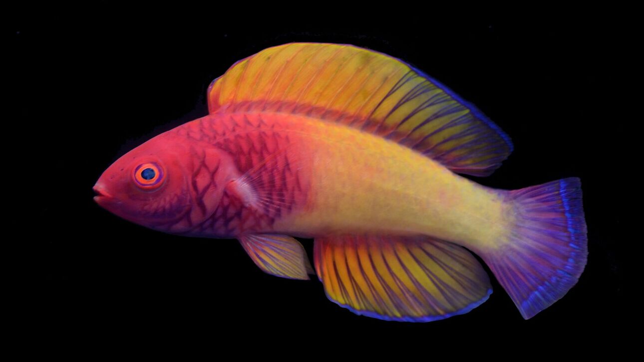 Ανακαλύφθηκε ψάρι… ουράνιο τόξο