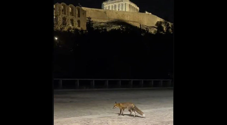 Αλεπού Ακρόπολη