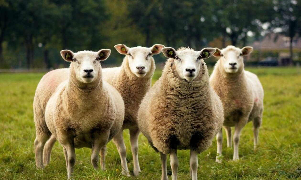 πρόβατα
