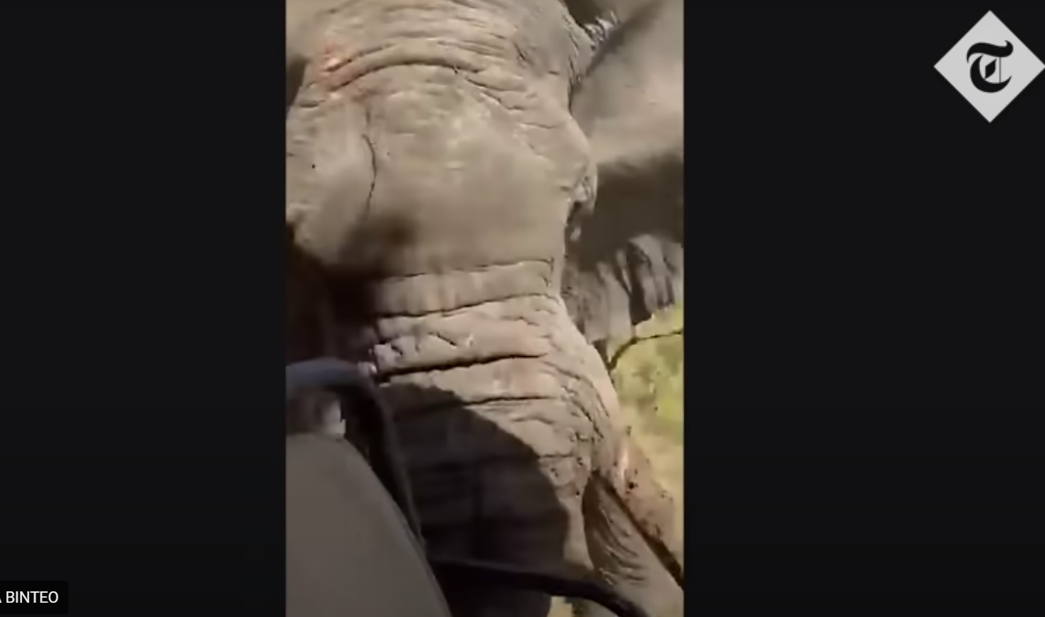 Ελέφαντας