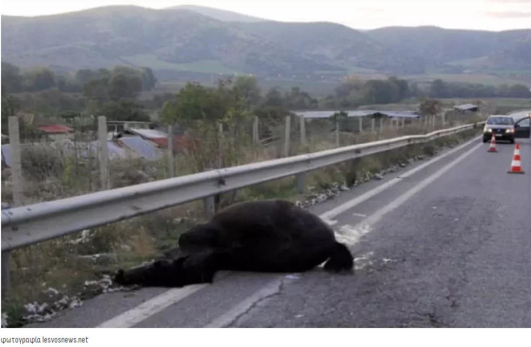 Τραγική κατάληξη για τον 19χρονο νέο από τη Γέρα της Λέσβου είχε το απίστευτο τροχαίο στο οποίο ενεπλάκη ο ίδιος όταν το αυτοκίνητο που οδηγούσε συγκρούστηκε με δυο αδέσποτα άλογα. Την τελευταία του πνοή στο νοσοκομείο της Μυτιλήνης άφησε ο 19χρονος, που είχε τραυματιστεί σοβαρά στο τροχαίο ατύχημα που έγινε την Δευτέρα (6/1) τα ξημερώματα στην περιοχή Αμπελάκια, που βρίσκεται μεταξύ Παπάδου και Περάματος. Το αυτοκίνητο που επέβαινε ο άτυχος νέος, μαζί με άλλα τρία άτομα νεαρής ηλικίας συγκρούστηκε με 2 άλογα που κυκλοφορούσαν ελεύθερα στην περιοχή. Η σύγκρουση του οχήματος με τα δυο μεγαλόσωμα ζώα ήταν τόσο σφοδρή που τα δυο άλογα σκοτώθηκαν. Μάλιστα την Δευτέρα το βράδυ, εντοπίσθηκε και συνελήφθη και ο ιδιοκτήτης των δύο αλόγων, ο οποίος στη συνέχεια αφέθηκε ελεύθερος. Σύμφωνα με πληροφορίες το παιδί ήταν σε πολύ κρίσιμη κατάσταση από την πρώτη στιγμή ενώ από την Δευτέρα το βράδυ είχαν εξανεμισθεί σχεδόν όλες οι ελπίδες για την επιβίωσή του.