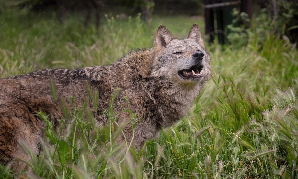 lykos Λύκος