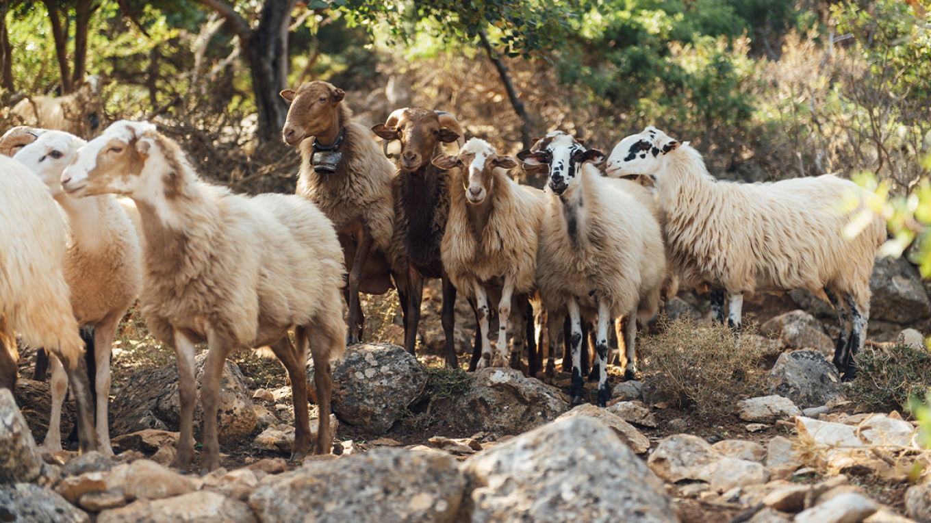 Αμφισβητείται η ύπαρξη της «σπάνιας φυλής αιγοπροβάτων Ρουμλουκίου», τι καταγγέλλει καθηγητής κτηνιατρικής και ο παράγοντας επιδοτήσεις